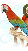 Bird Toys Detroit