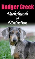 Dachshund Breeders USA