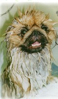 Cleveland Groomers