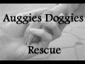 Augies Doggies Rescue - logo