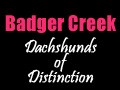 Badger Creek Dachshunds, USA - logo